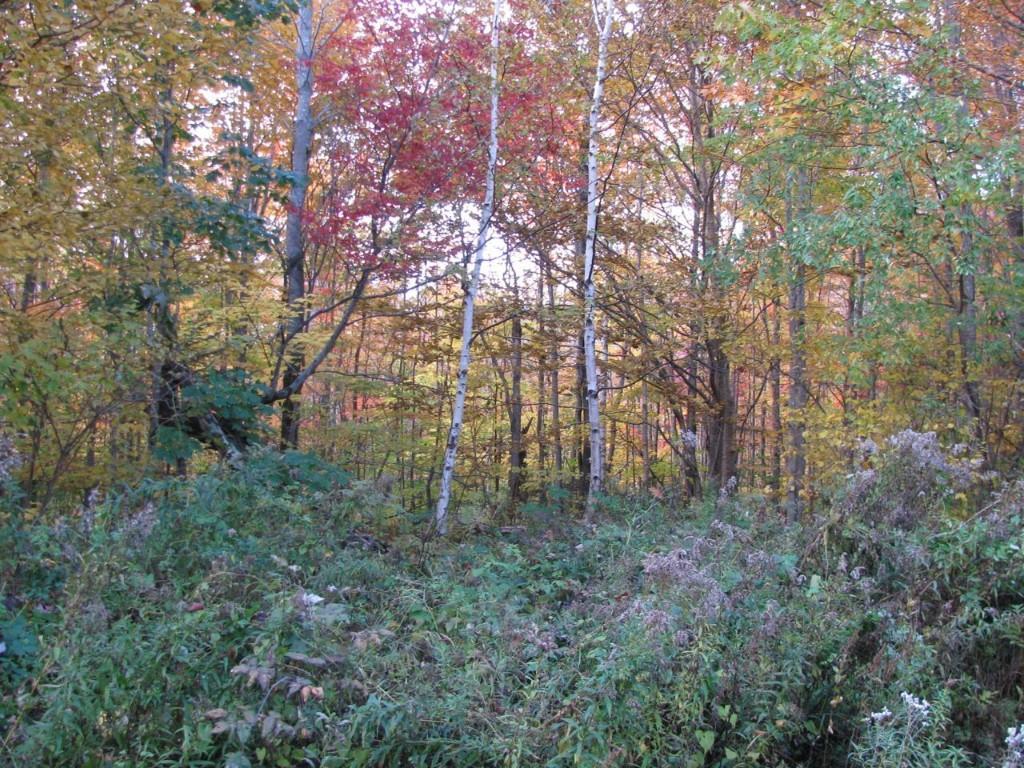 0 Basin Carthage, ME 04224 - Photo 8 of 29 Photo
