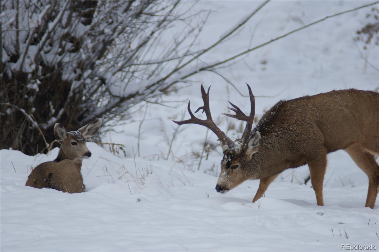 3400 Bears Den Drive Sedalia, CO 80135 - Photo 24 of 26