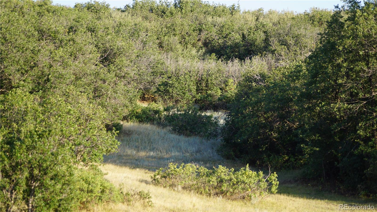 3400 Bears Den Drive Sedalia, CO 80135 - Photo 10 of 26