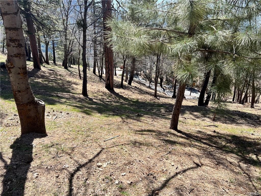 41 Fredalba Road Running Springs, CA 92382 - Photo 8 of 8 a view of a yard with trees