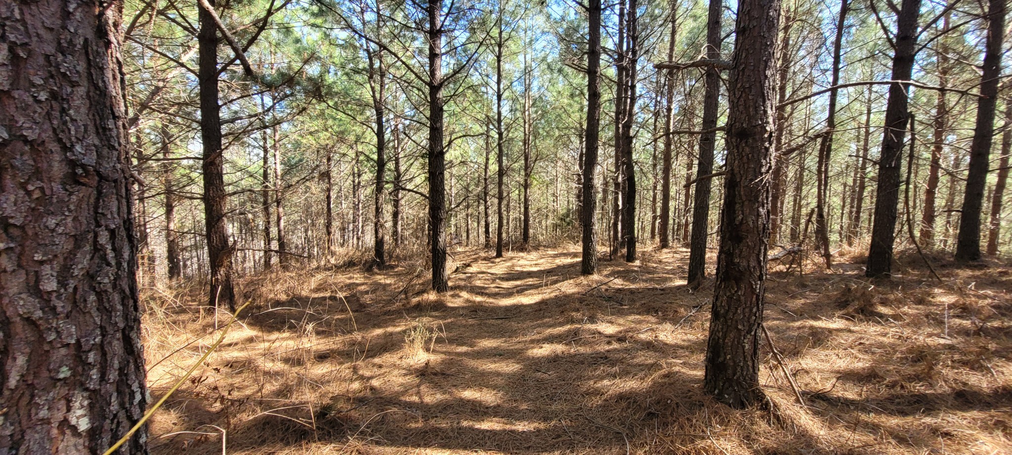 1 Saddleback Drive Dover, TN 37058 - Photo 5 of 8