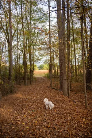 a view of a backyard of the house