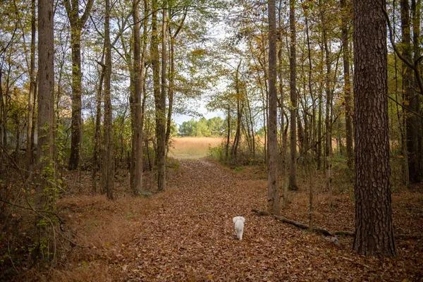 a view of outdoor space and trees