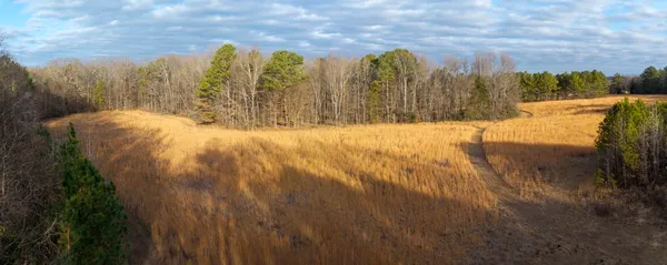 a view of a yard with trees in the background