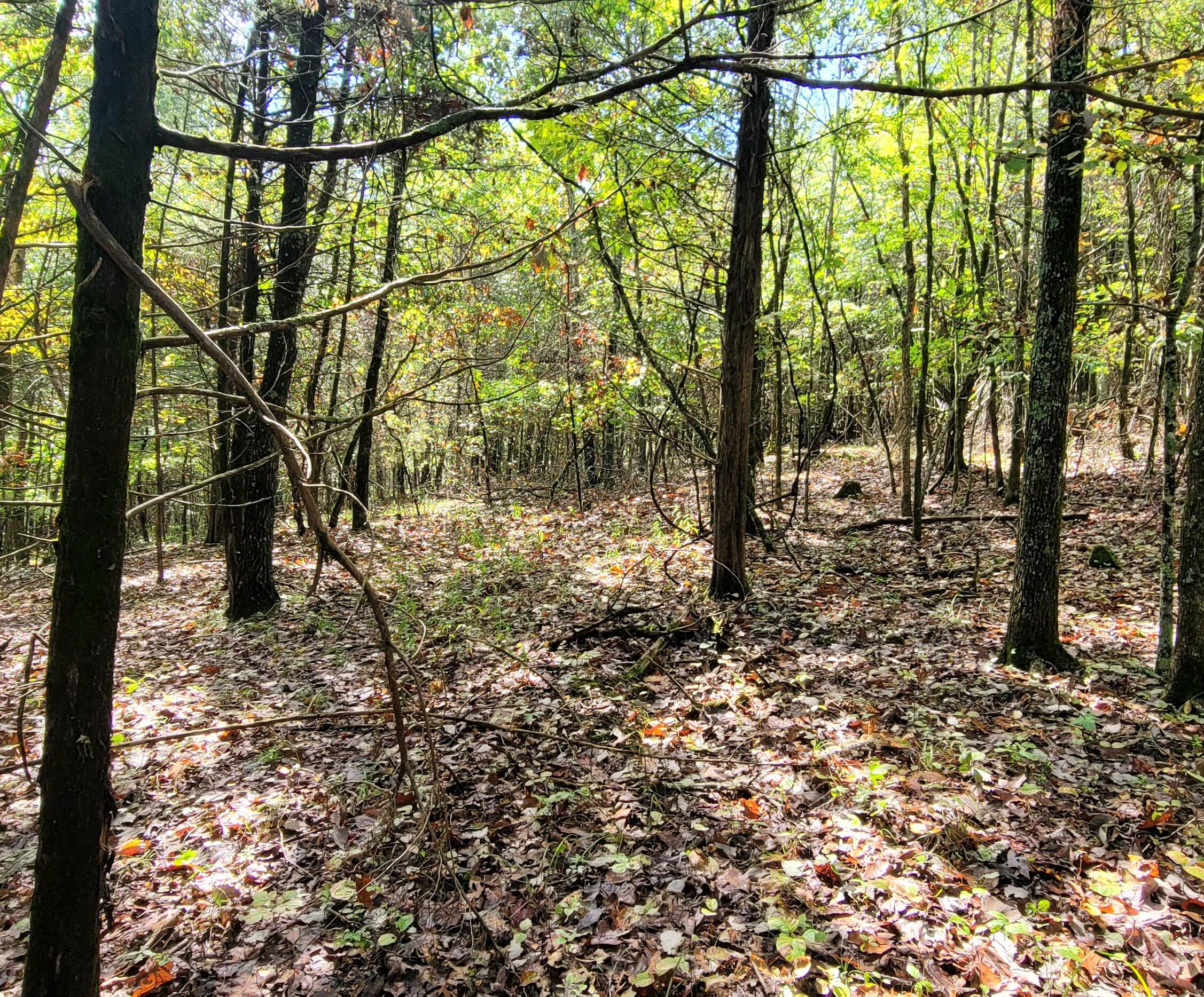 0 Dry Hollow Road Chestnutridge, MO 65630 - Photo 31 of 44 IMG-20251001-WA0038