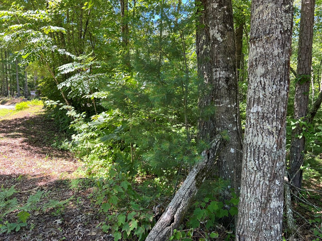 418 Bear Paw Church Road Murphy, NC 28906 - Photo 3 of 3 Gallery Image 3