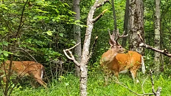 $18,500 | 14 Drive East Stroudsburg Pa, East Stroudsburg, PA 18301