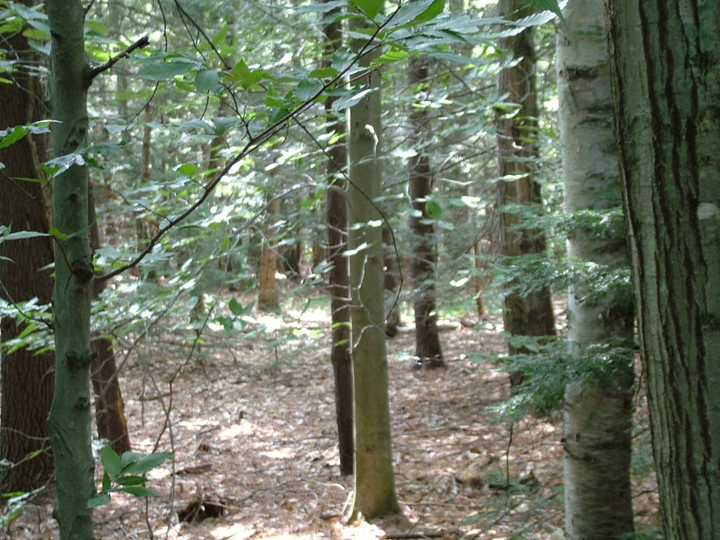 0 East Road Hawley, MA 01339 - Photo 3 of 4