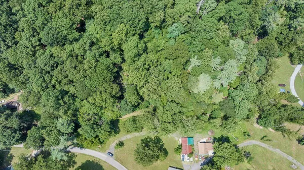a view of a lush green forest with lots of trees