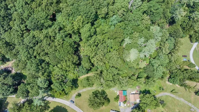 a view of a lush green forest with lots of trees