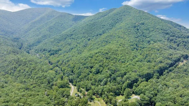 a view of a forest with a street