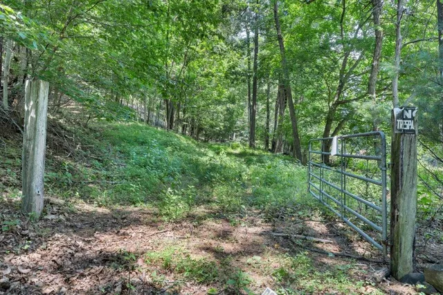 a view of a forest that has large trees