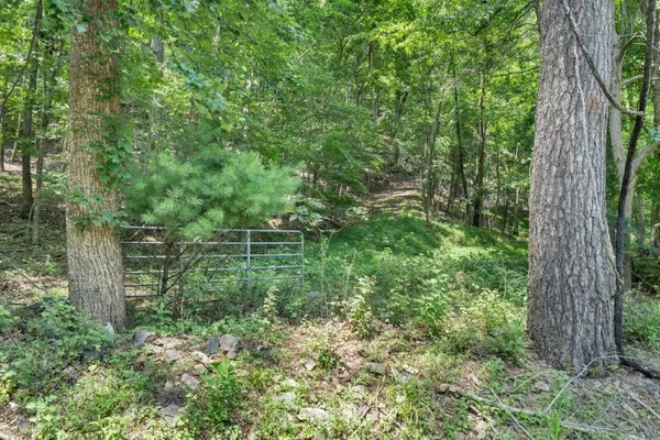 a view of a lush green forest