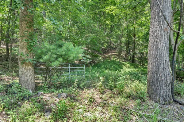 a view of a lush green forest