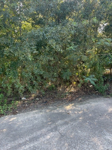 0 Spicewood Lane Houston, TX 77044 - Photo 7 of 7 a view of a forest with large trees