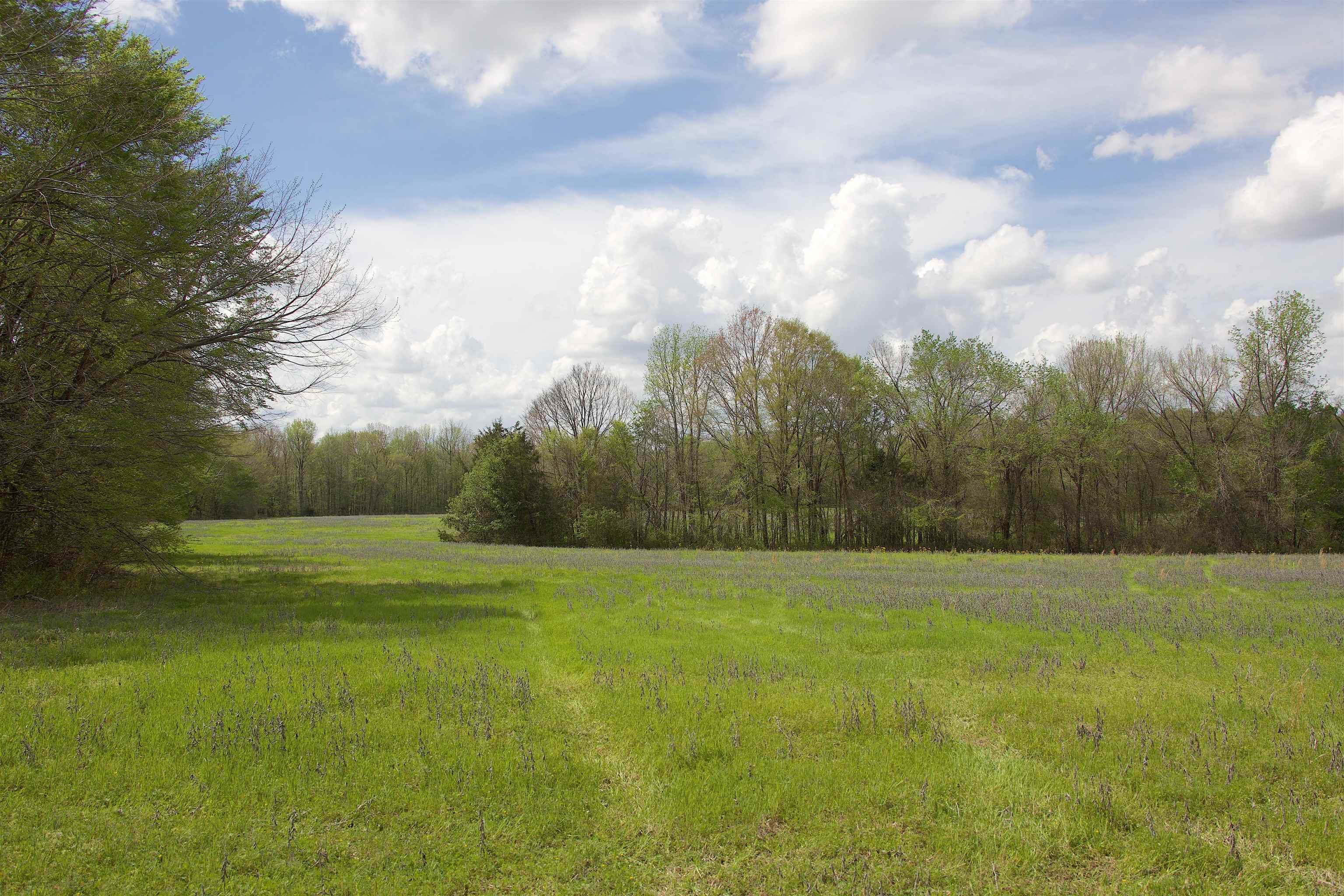 1519 Wilburn Road Michigan City, MS 38647 - Photo 11 of 22 a view of a yard with a large trees