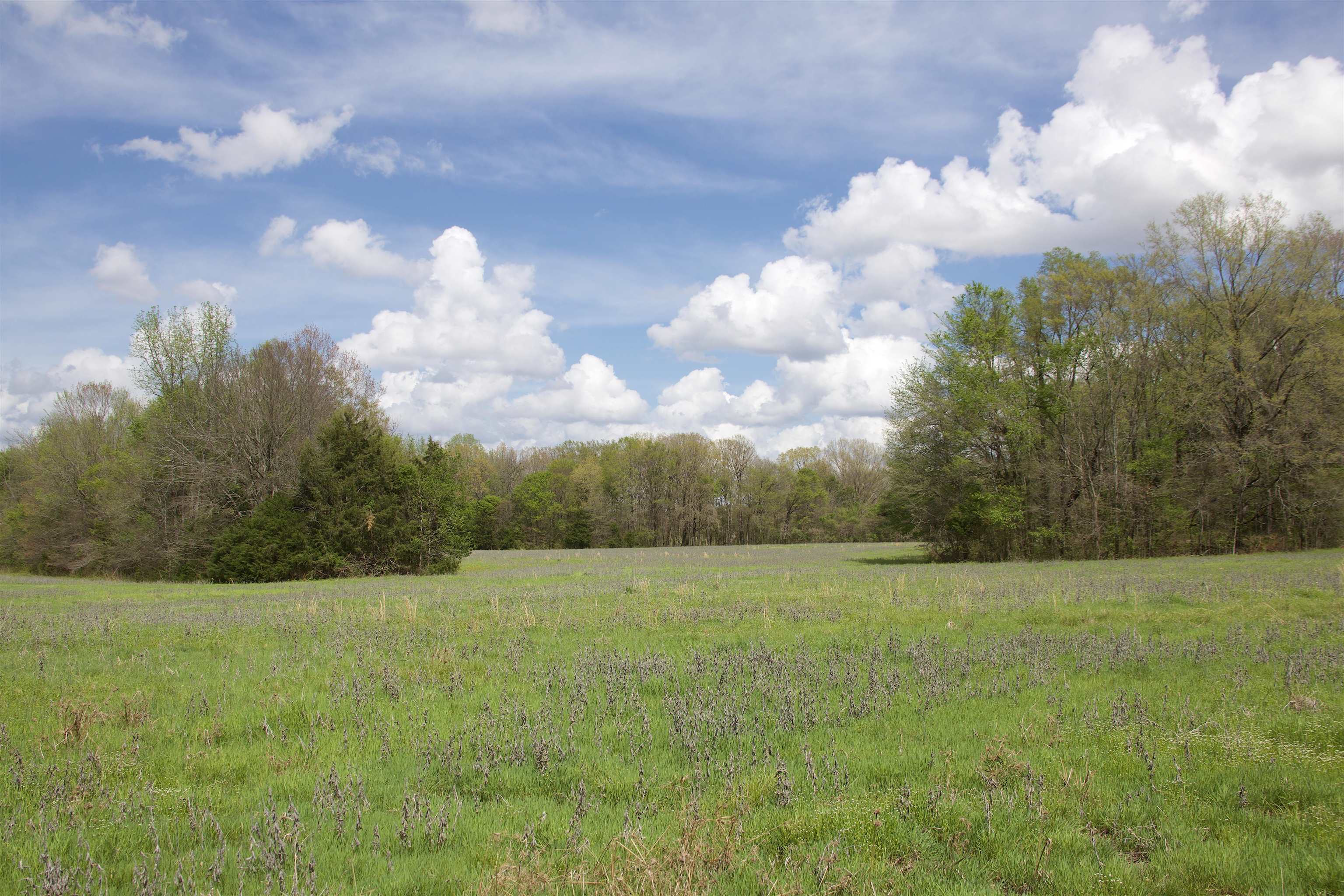 1519 Wilburn Road Michigan City, MS 38647 - Photo 14 of 22 a view of a grassy field