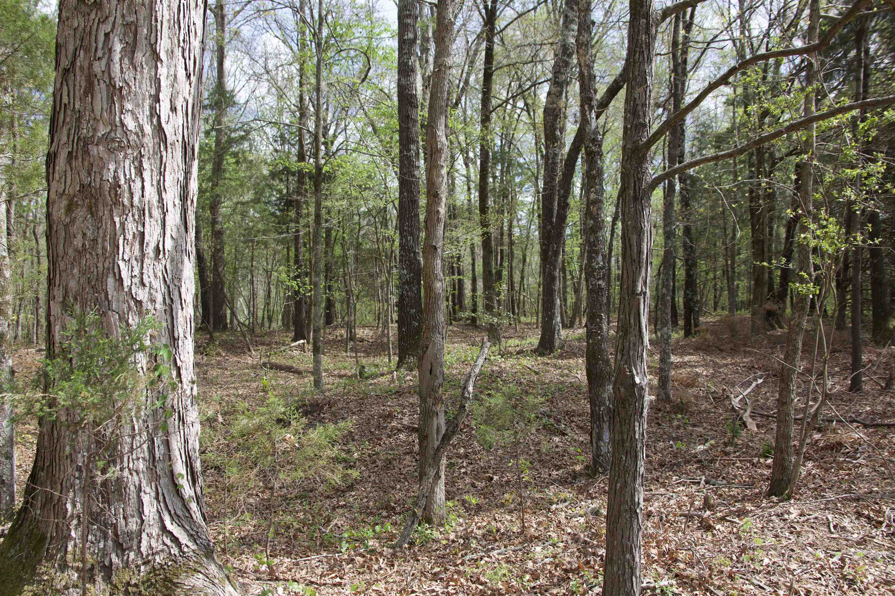 1519 Wilburn Road Michigan City, MS 38647 - Photo 15 of 22 a view of outdoor space and trees