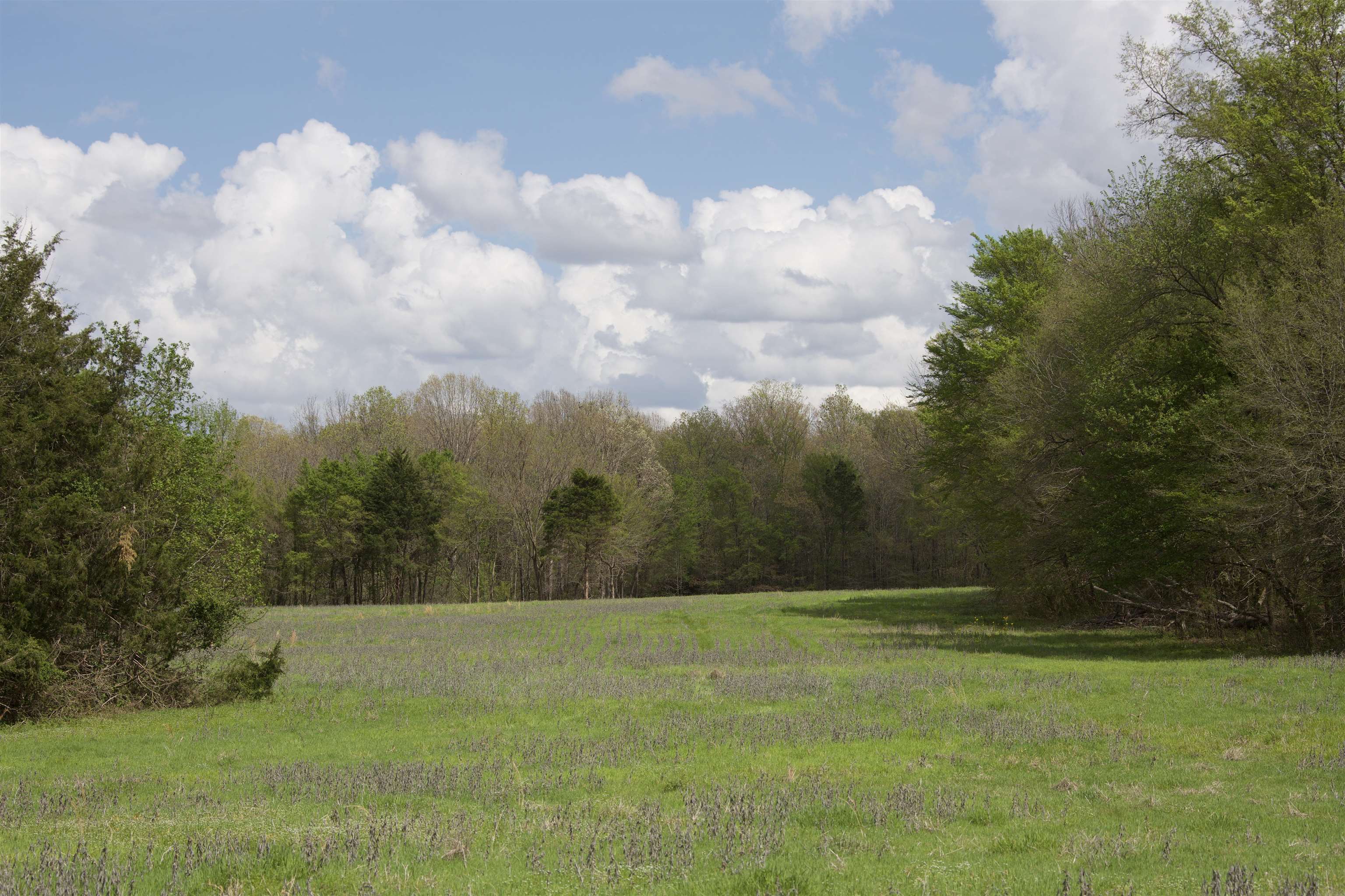 1519 Wilburn Road Michigan City, MS 38647 - Photo 16 of 22 a view of a yard