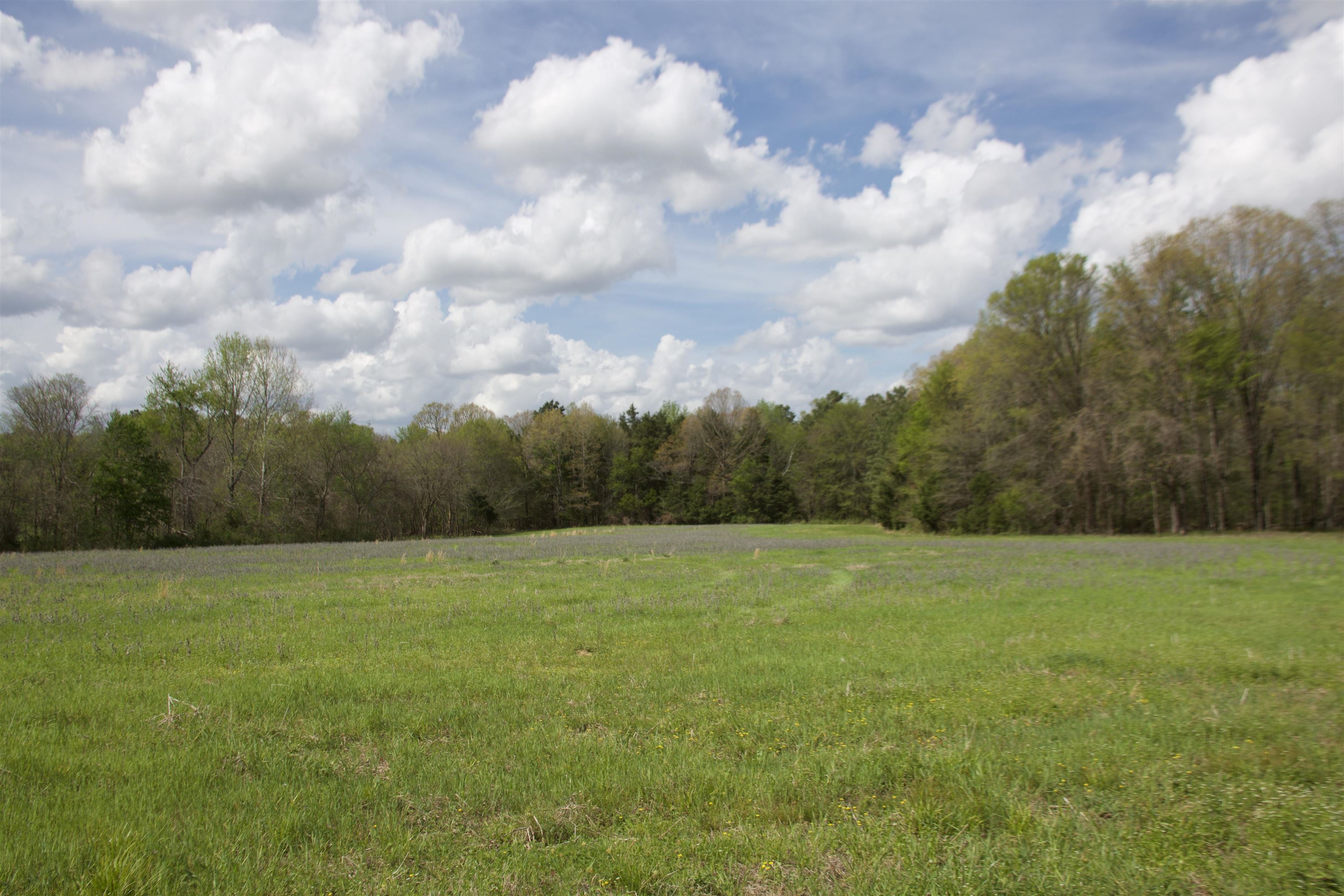 1519 Wilburn Road Michigan City, MS 38647 - Photo 18 of 22 a view of field with tall trees in the background