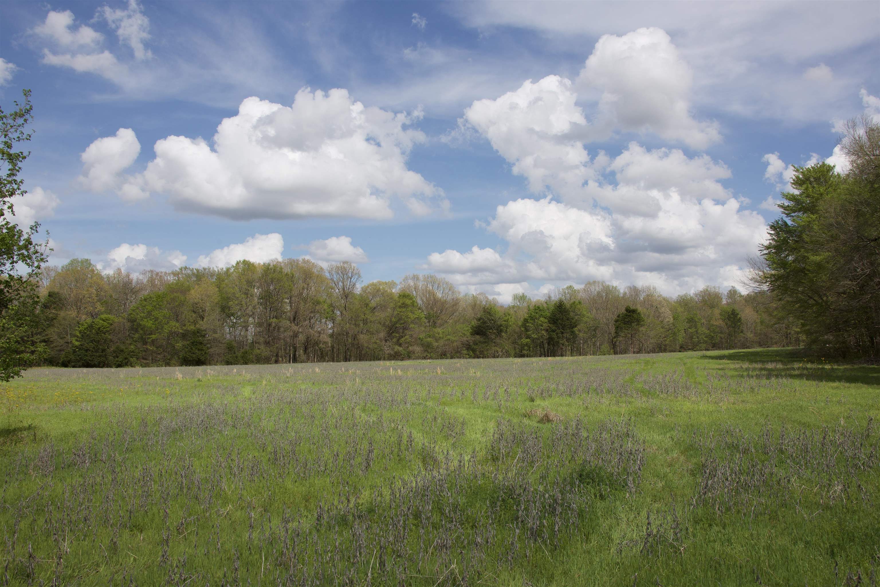1519 Wilburn Road Michigan City, MS 38647 - Photo 19 of 22 a view of field with trees in the background