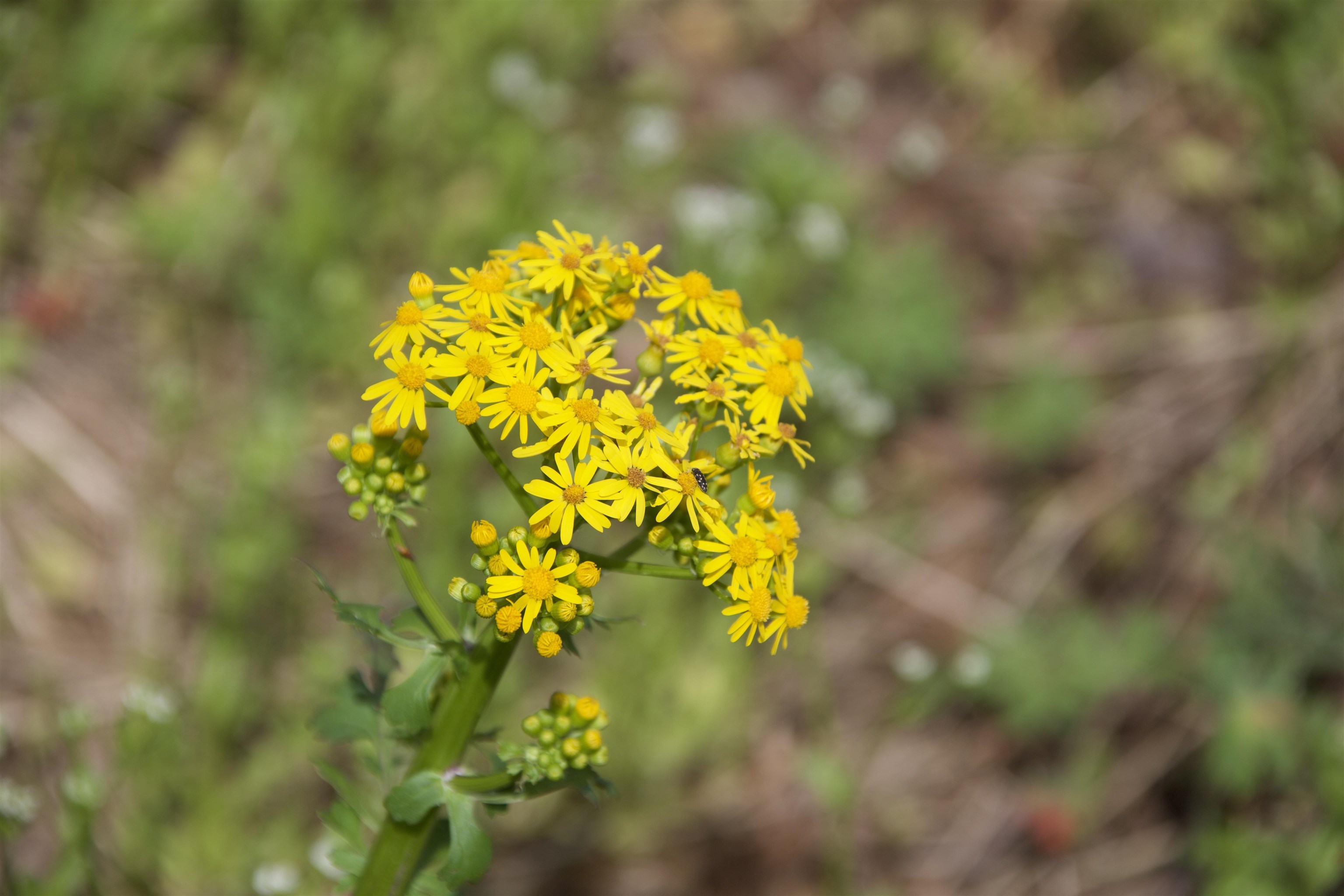 1519 Wilburn Road Michigan City, MS 38647 - Photo 20 of 22 a view of a flower