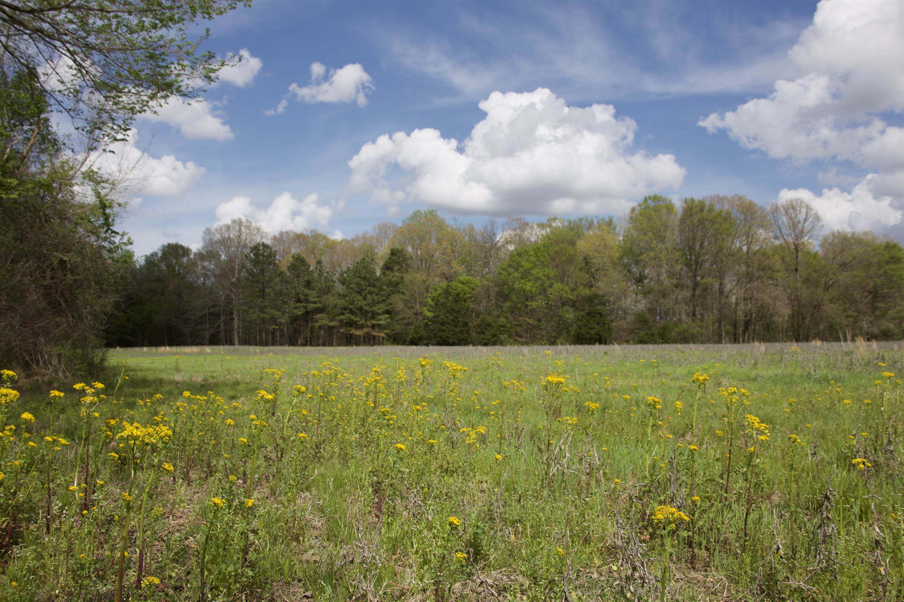 1519 Wilburn Road Michigan City, MS 38647 - Photo 2 of 22 a view of an outdoor space and yard