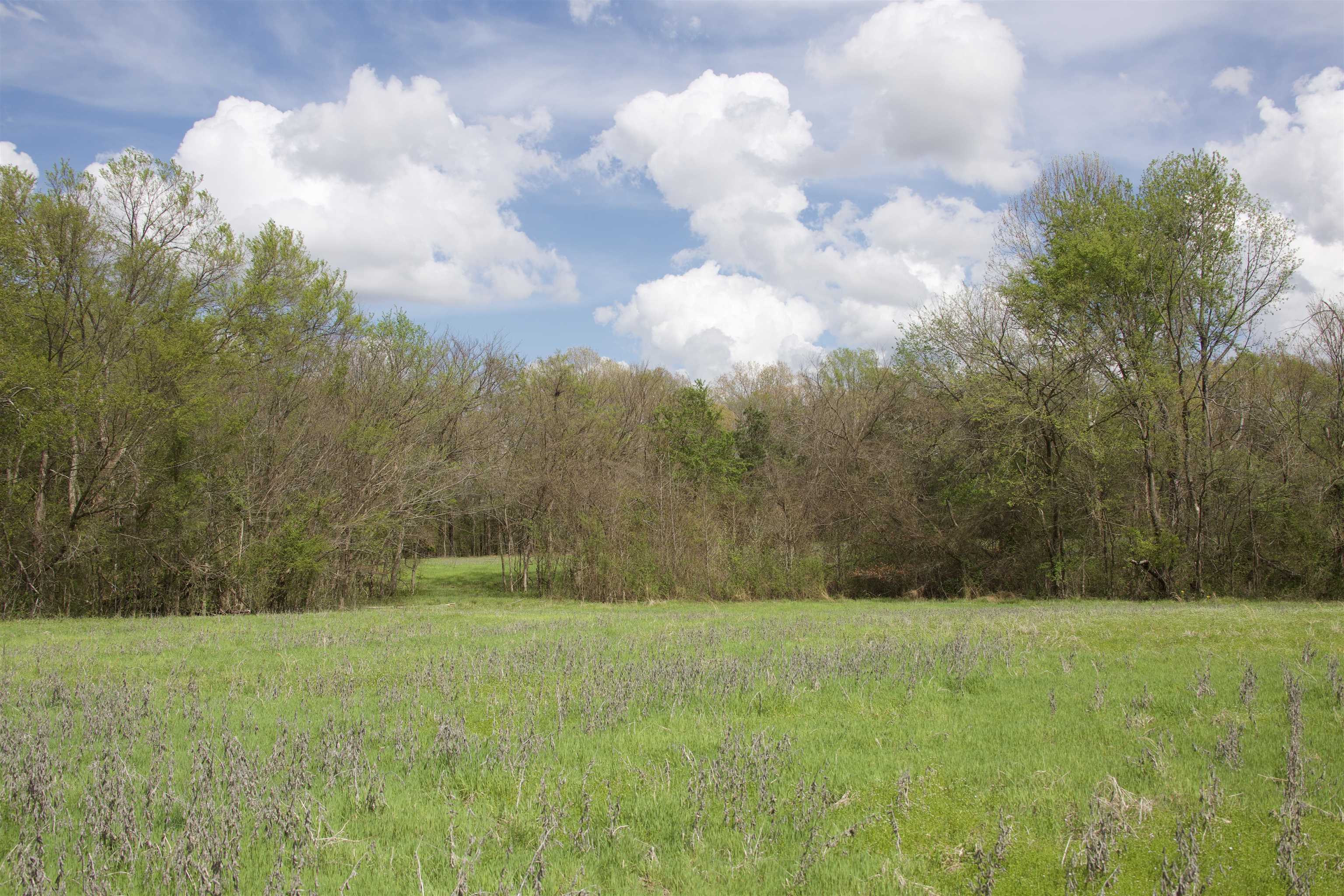 1519 Wilburn Road Michigan City, MS 38647 - Photo 3 of 22 a view of open space with green space