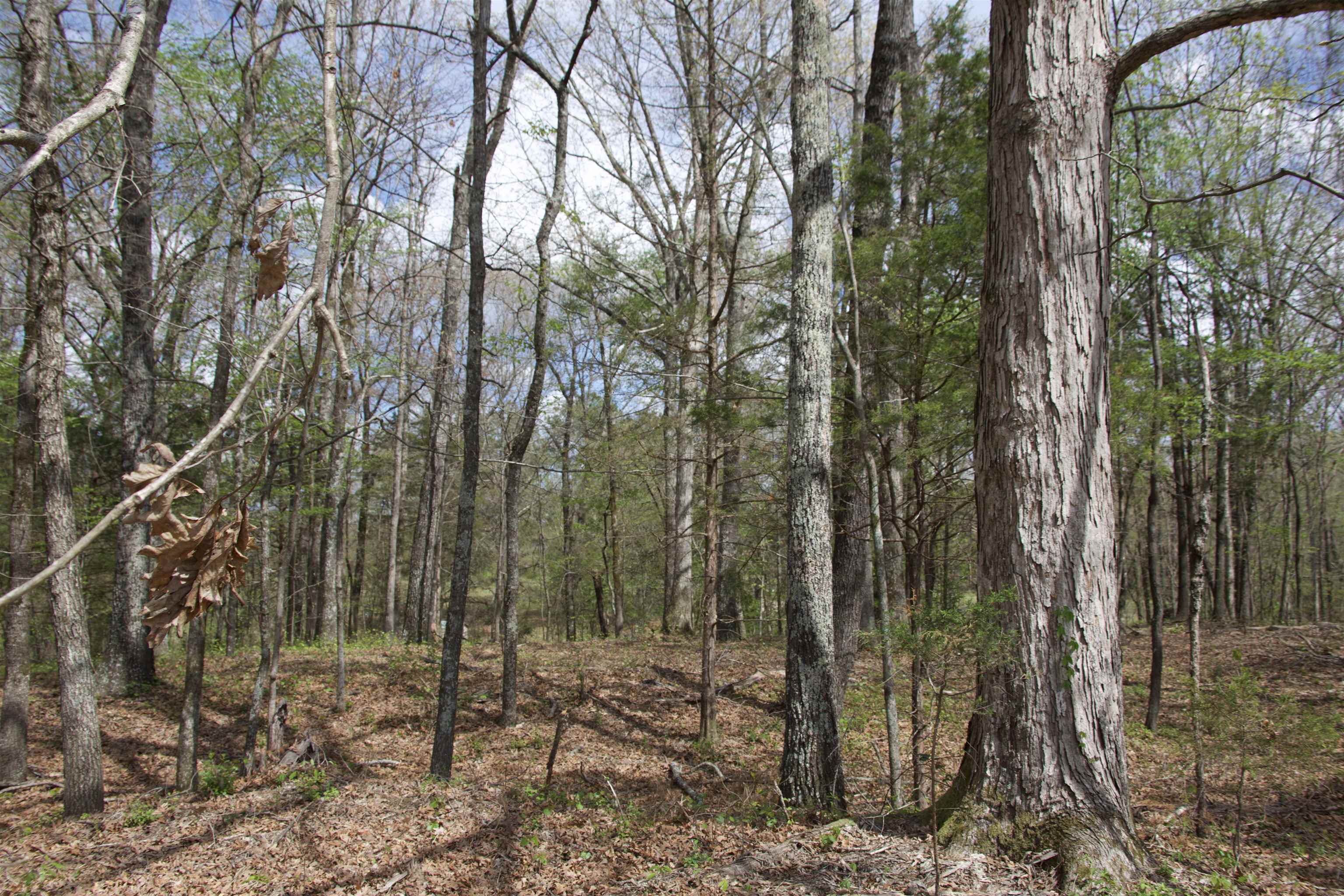 1519 Wilburn Road Michigan City, MS 38647 - Photo 4 of 22 a view of forest