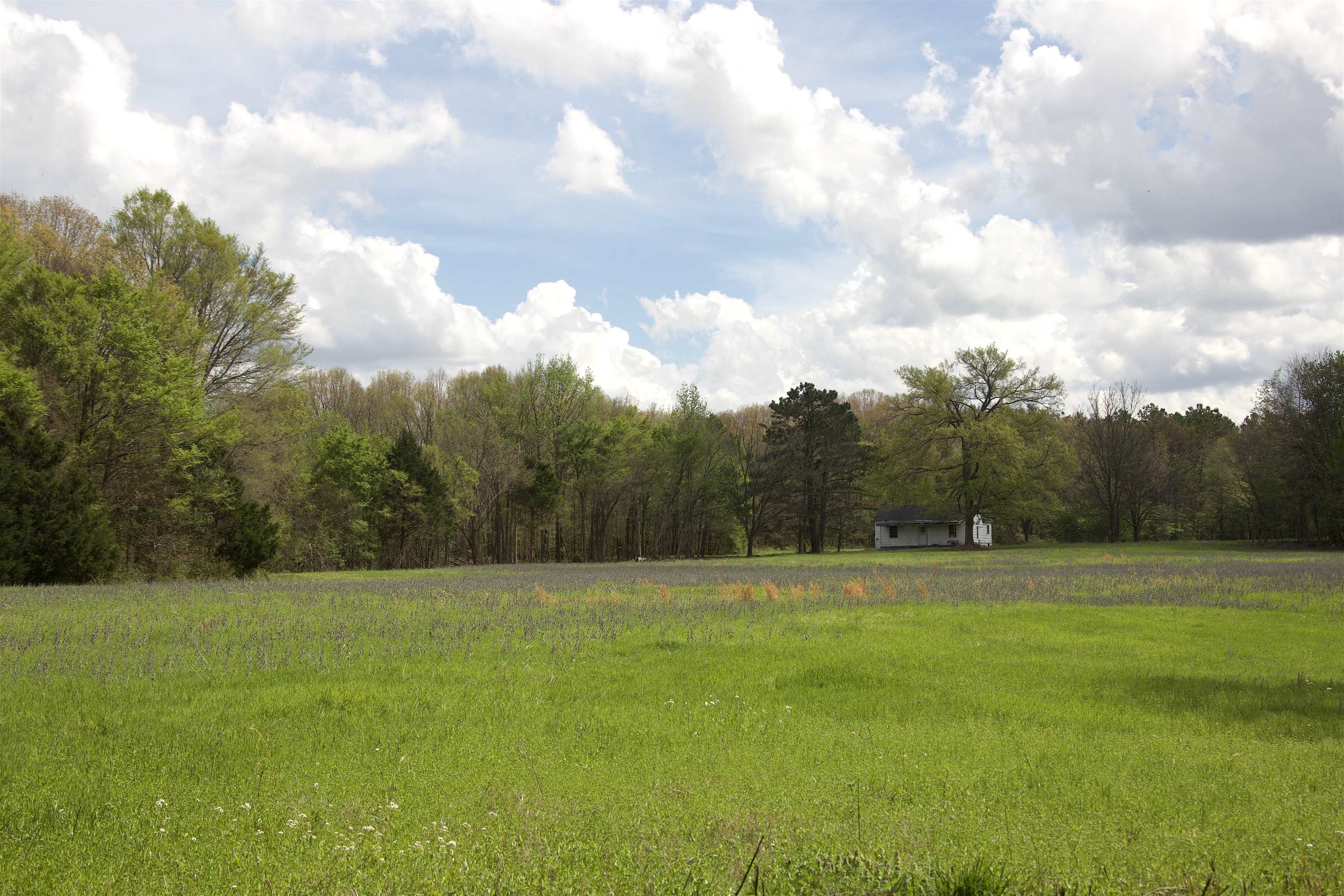 1519 Wilburn Road Michigan City, MS 38647 - Photo 7 of 22 a view of a big yard with lots of trees