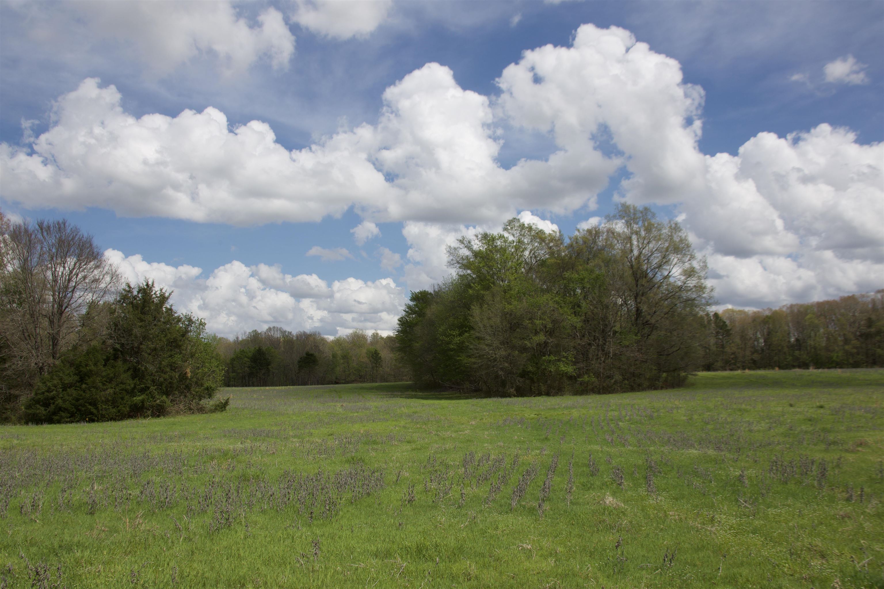 1519 Wilburn Road Michigan City, MS 38647 - Photo 8 of 22 a view of a big yard with flower plants and wooden fence