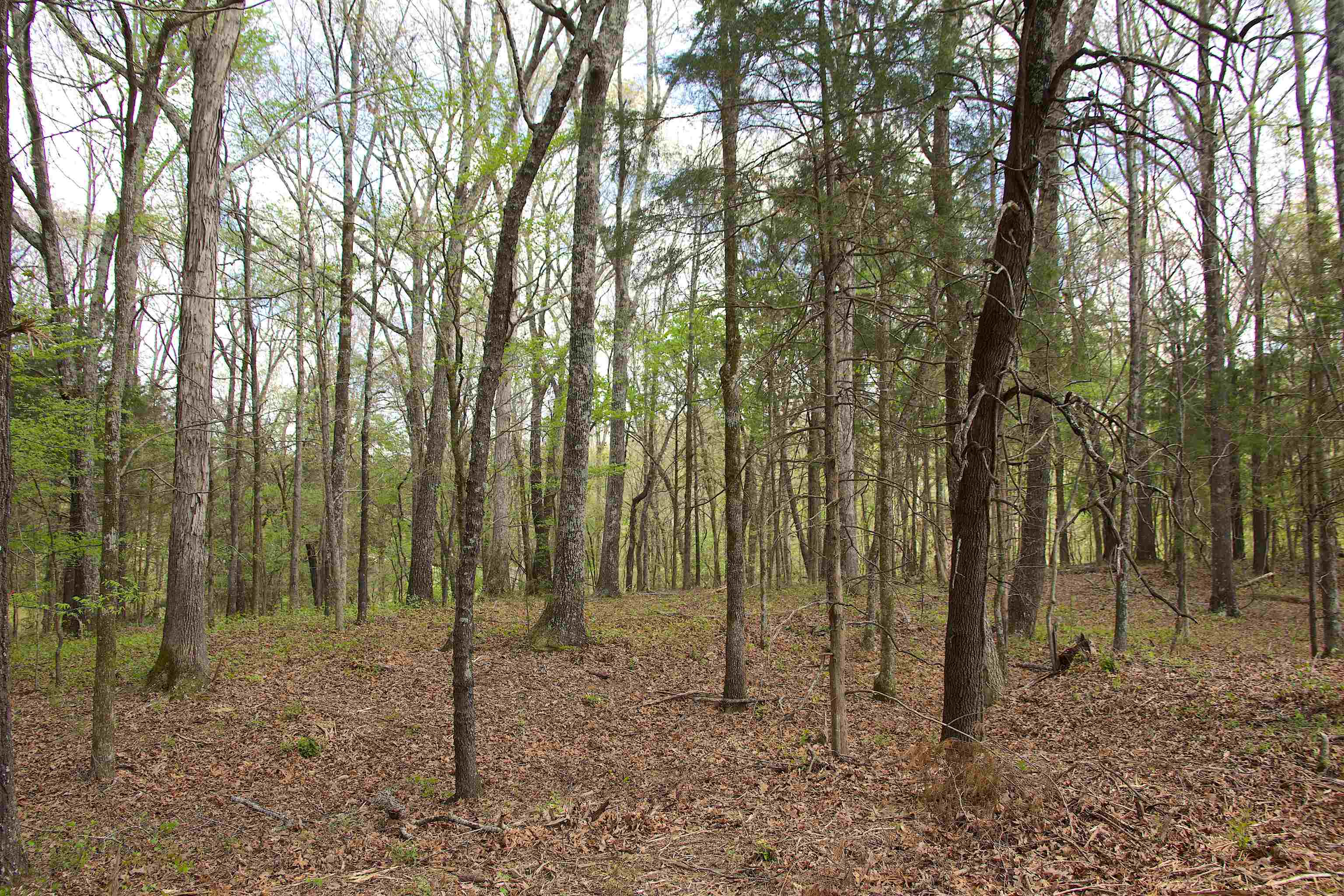 1519 Wilburn Road Michigan City, MS 38647 - Photo 9 of 22 a backyard of a house with lots of trees