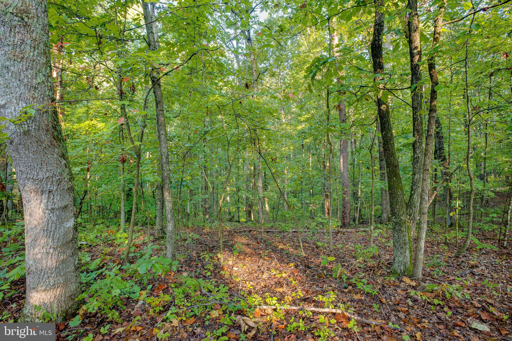 Jamesons Mill Road Culpeper, VA 22701 - Photo 12 of 16