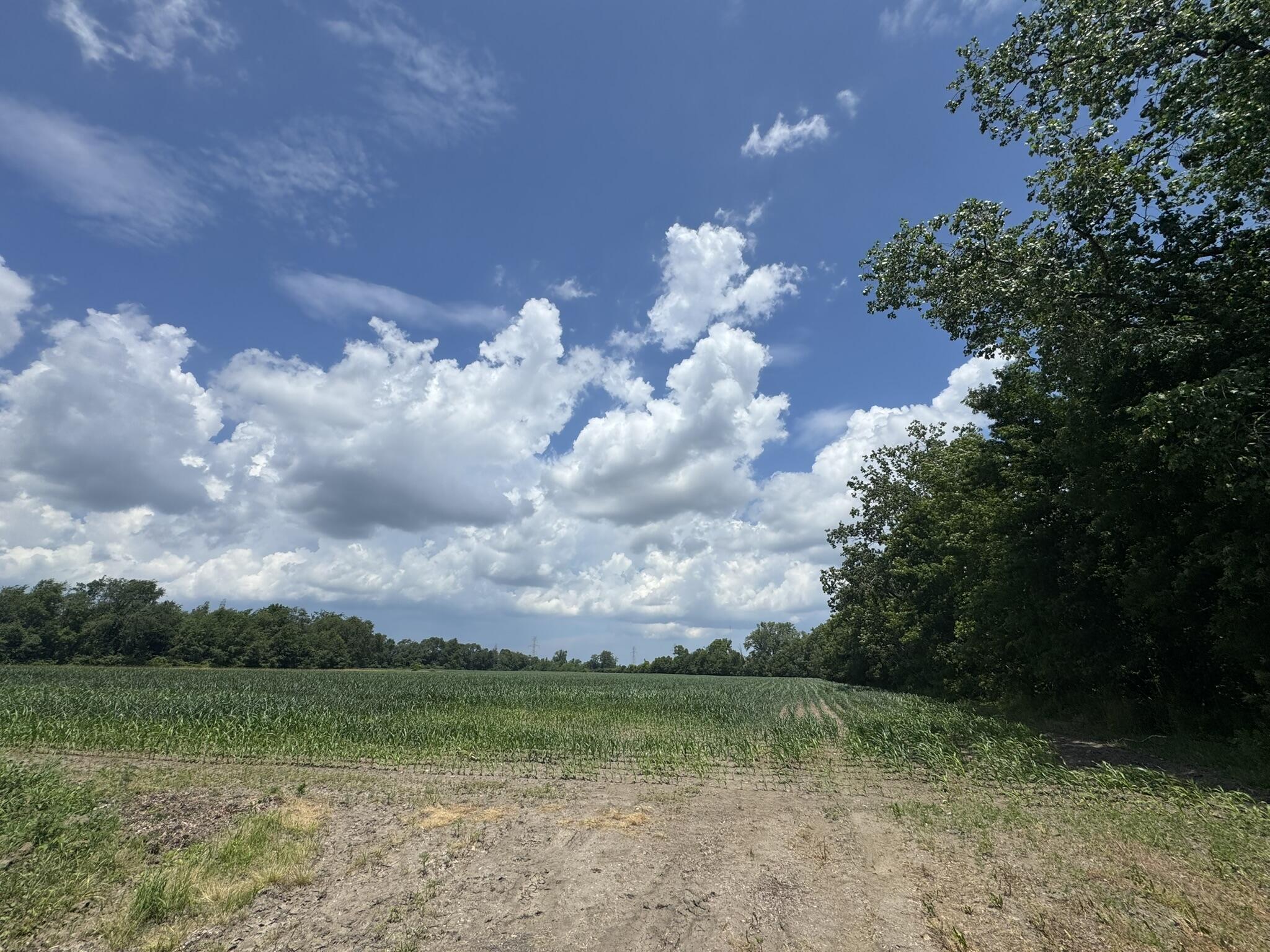 31890 Edison Road New Carlisle, IN 46552 - Photo 2 of 11 a view of a big yard with a house