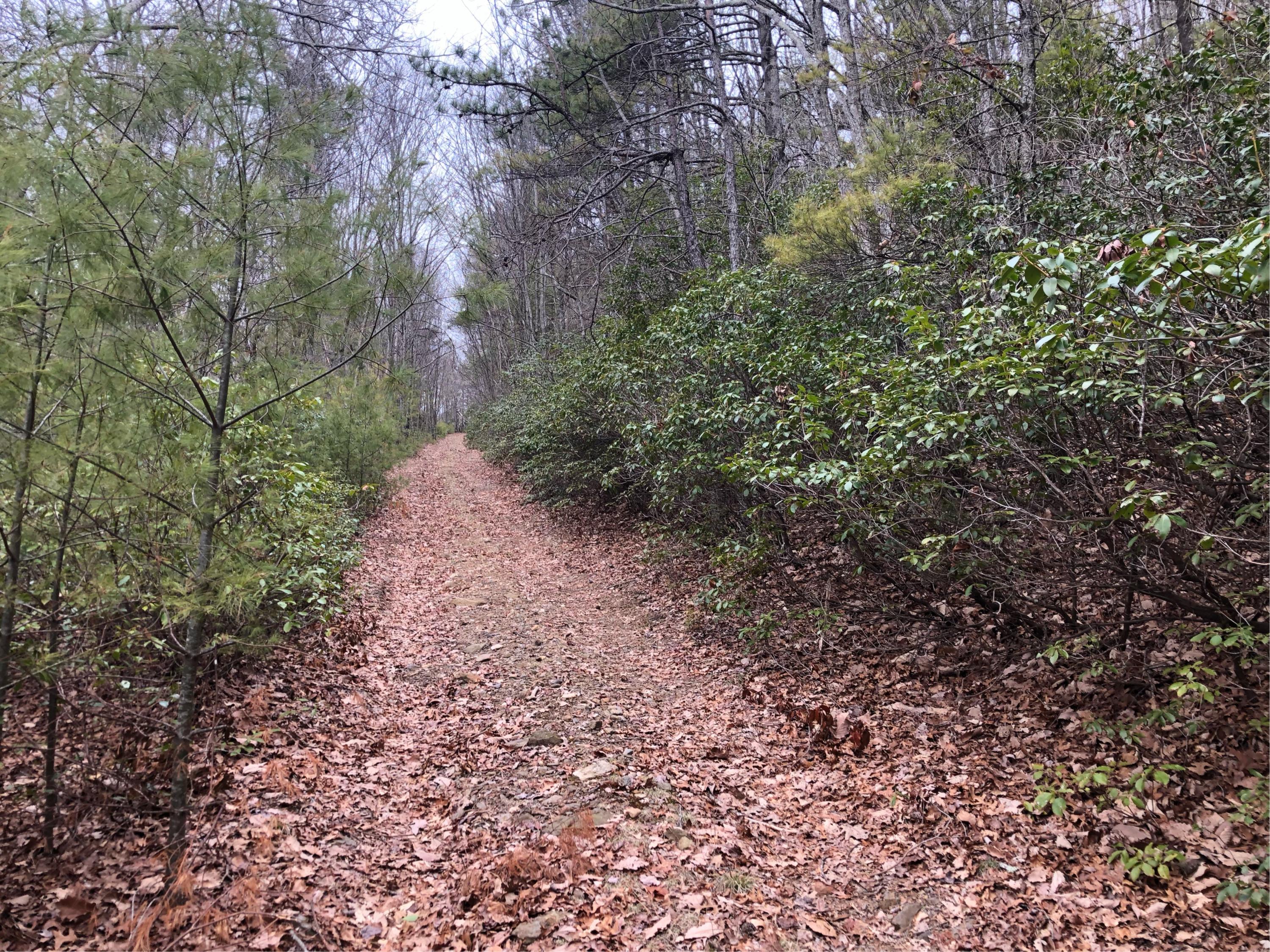 0 Huckleberry Road Northwest Floyd, VA 24091 - Photo 5 of 16 a view of a yard with a tree