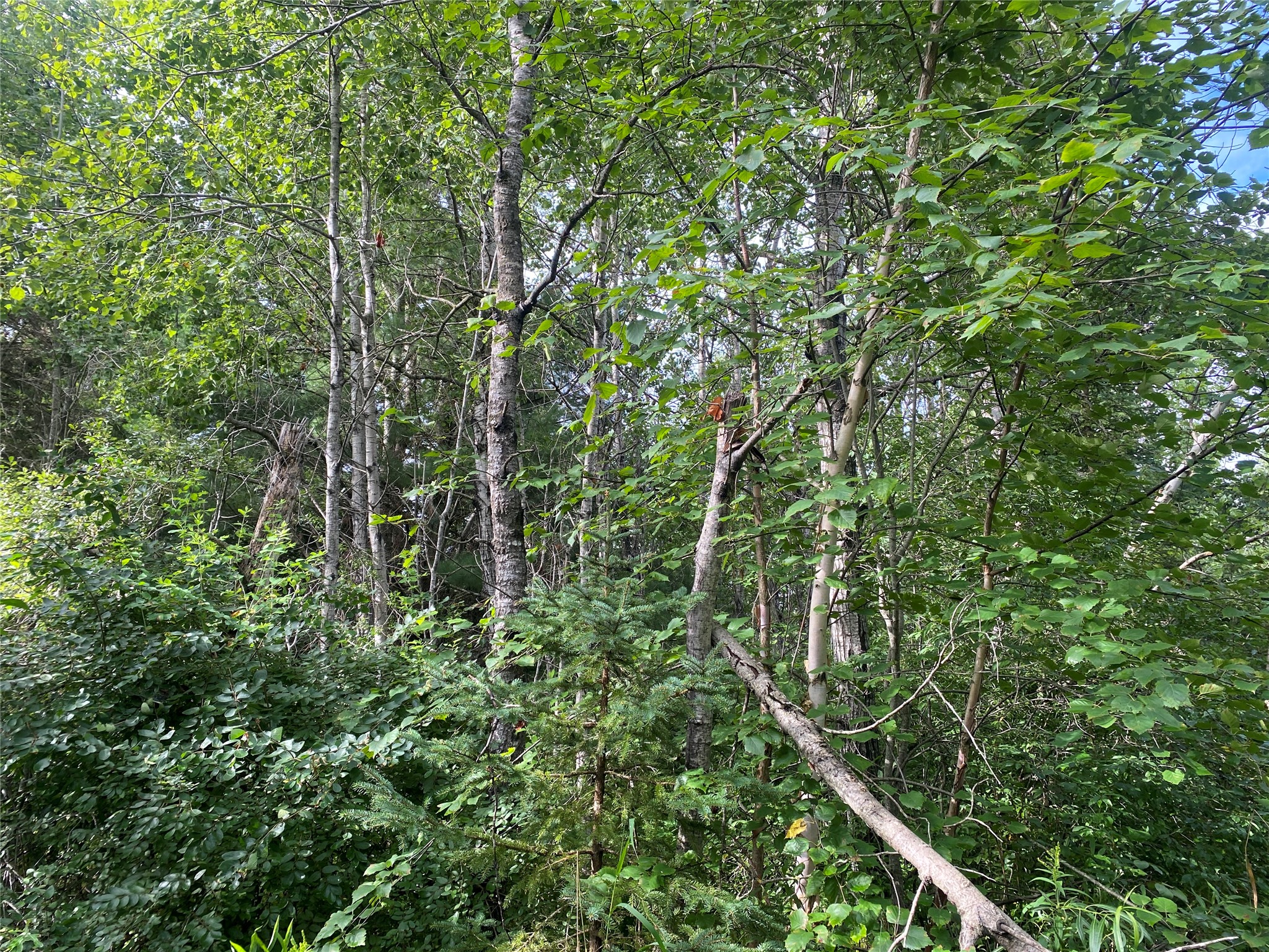 On Delap Lane Couderay, WI 54828 - Photo 1 of 4