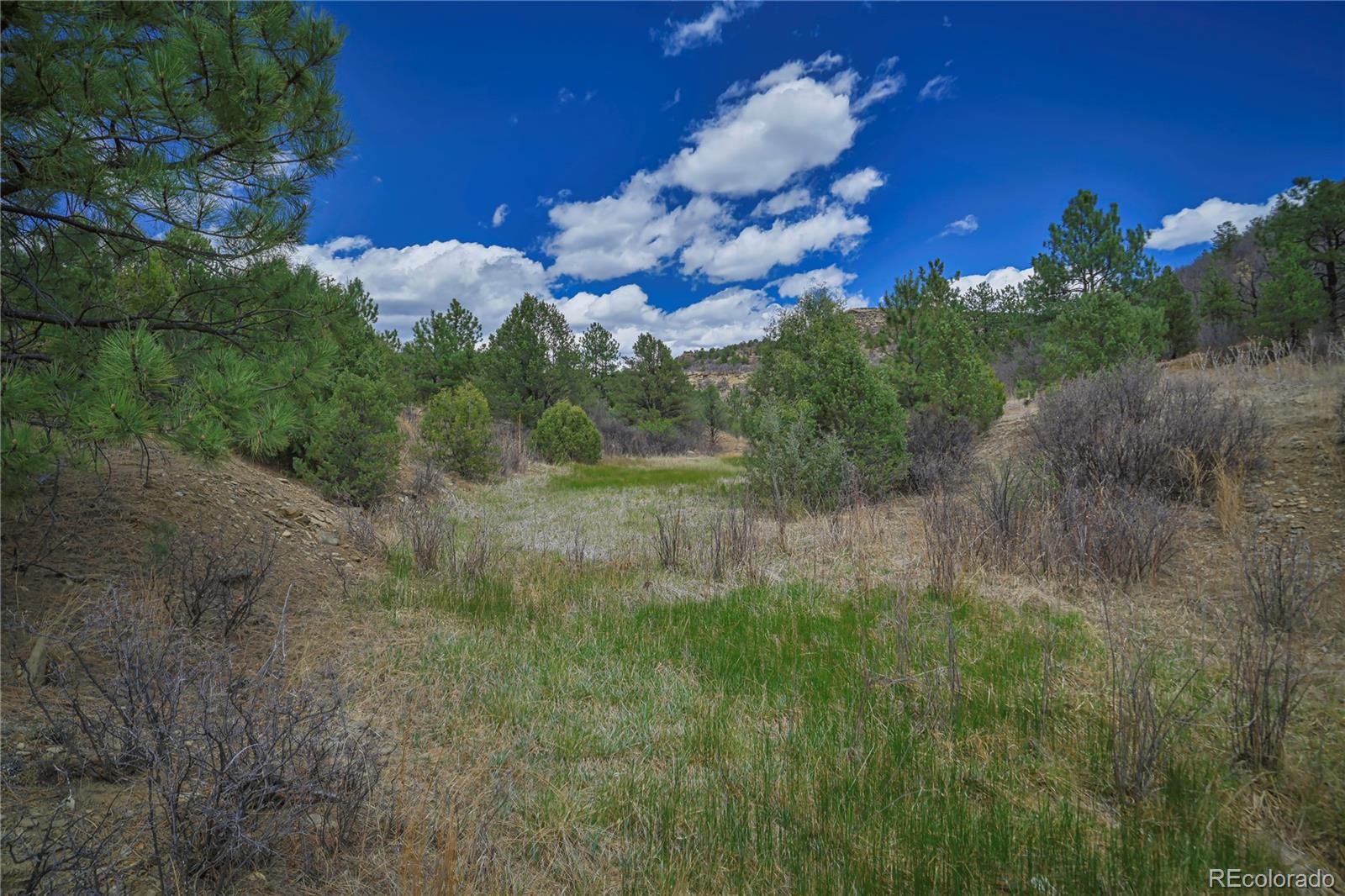 Primero Ranch Weston, CO 81091 - Photo 10 of 37 a view of a yard with a tree
