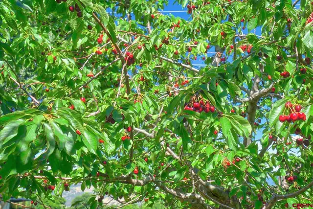 a flower plants in a garden