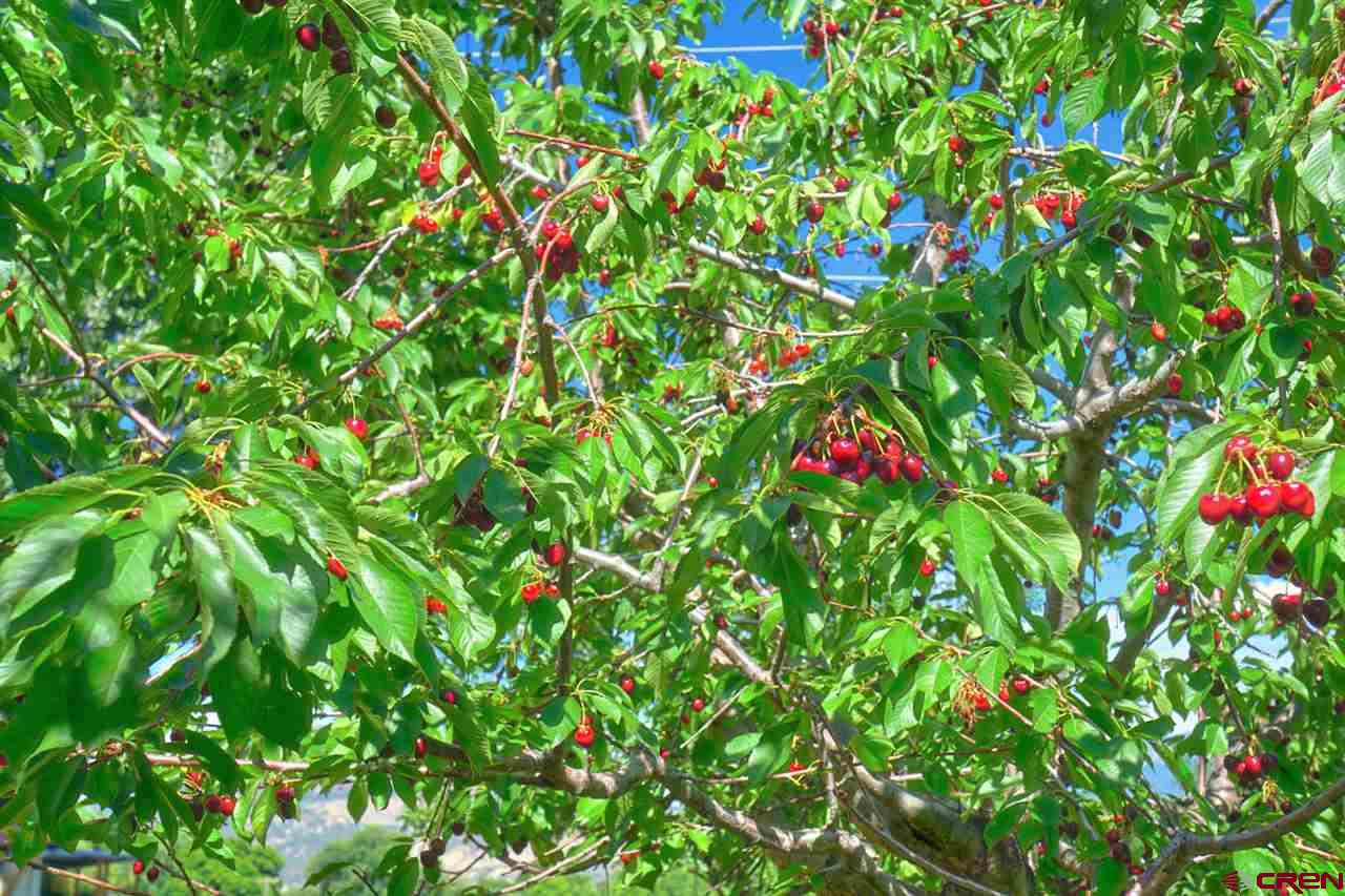 39594 Pitkin Road Paonia, CO 81428 - Photo 34 of 35 a flower plants in a garden