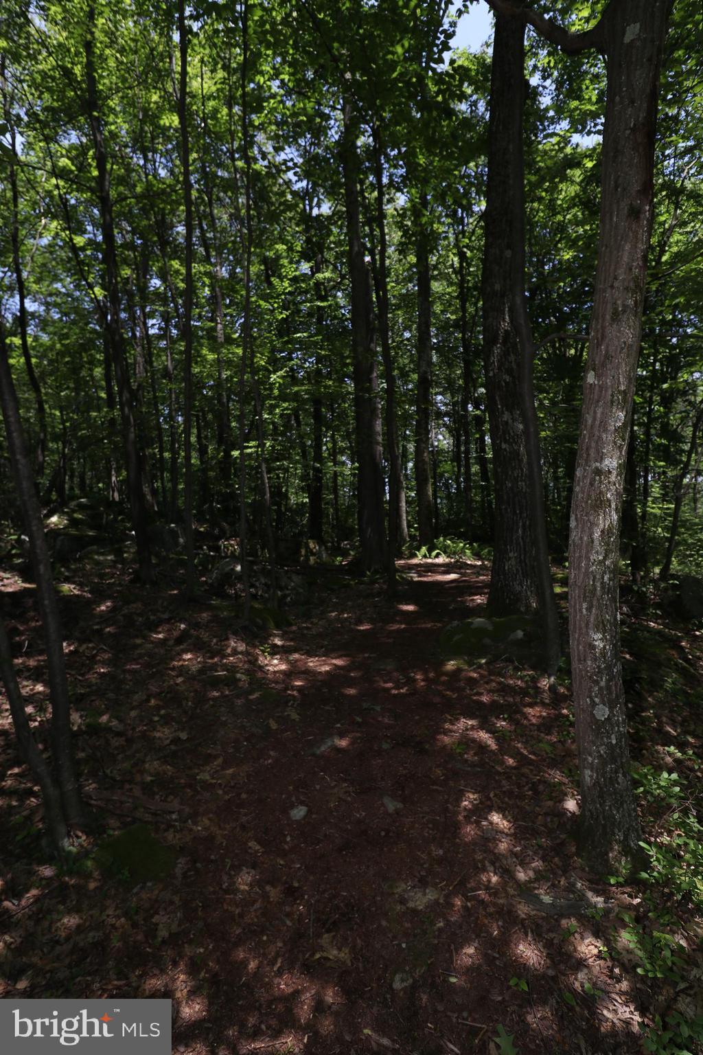 415 Mountaintop Road McHenry, MD 21541 - Photo 109 of 134 a view of outdoor space with trees