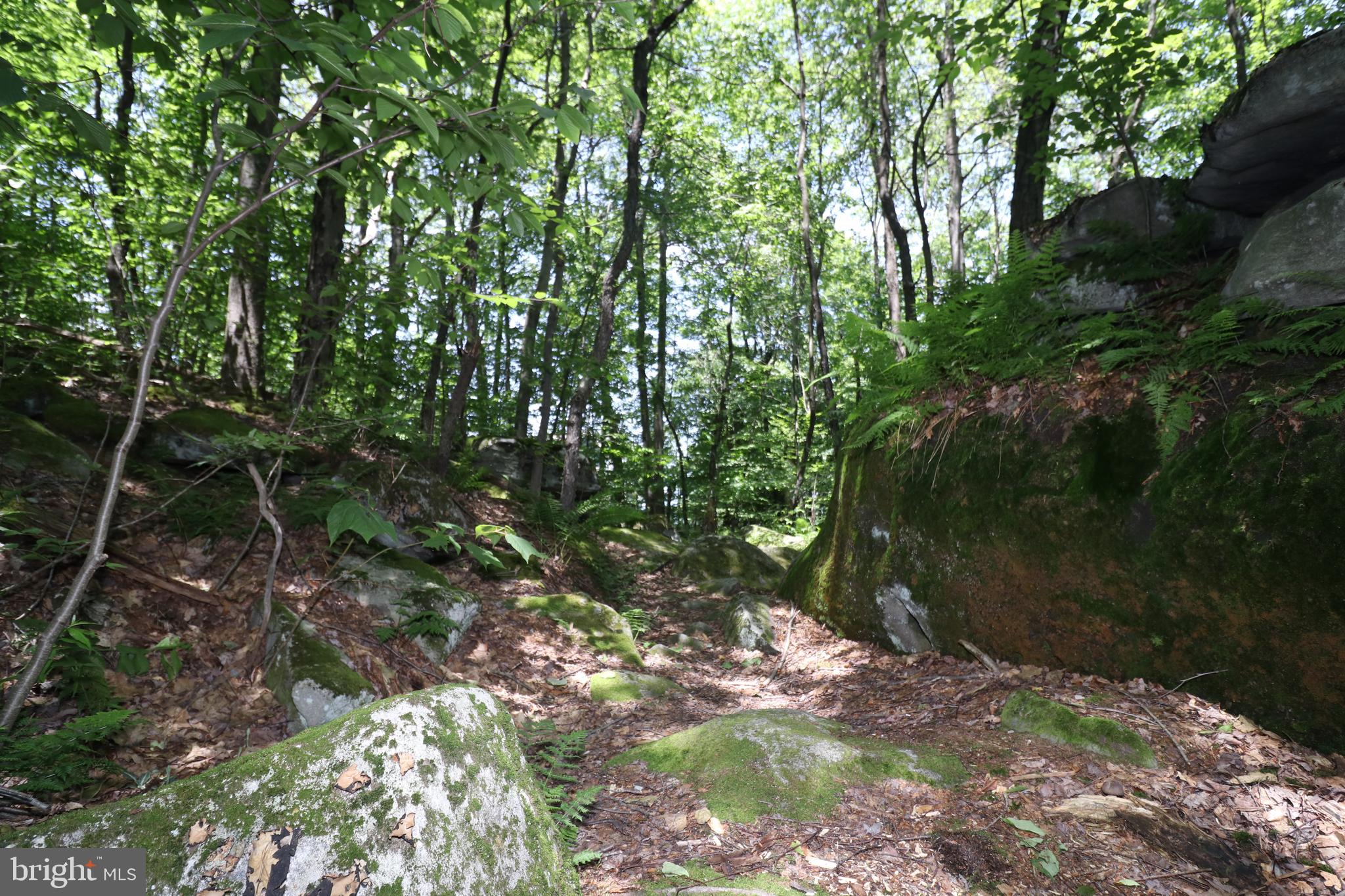 415 Mountaintop Road McHenry, MD 21541 - Photo 112 of 134 a backyard of a house with lots of green space