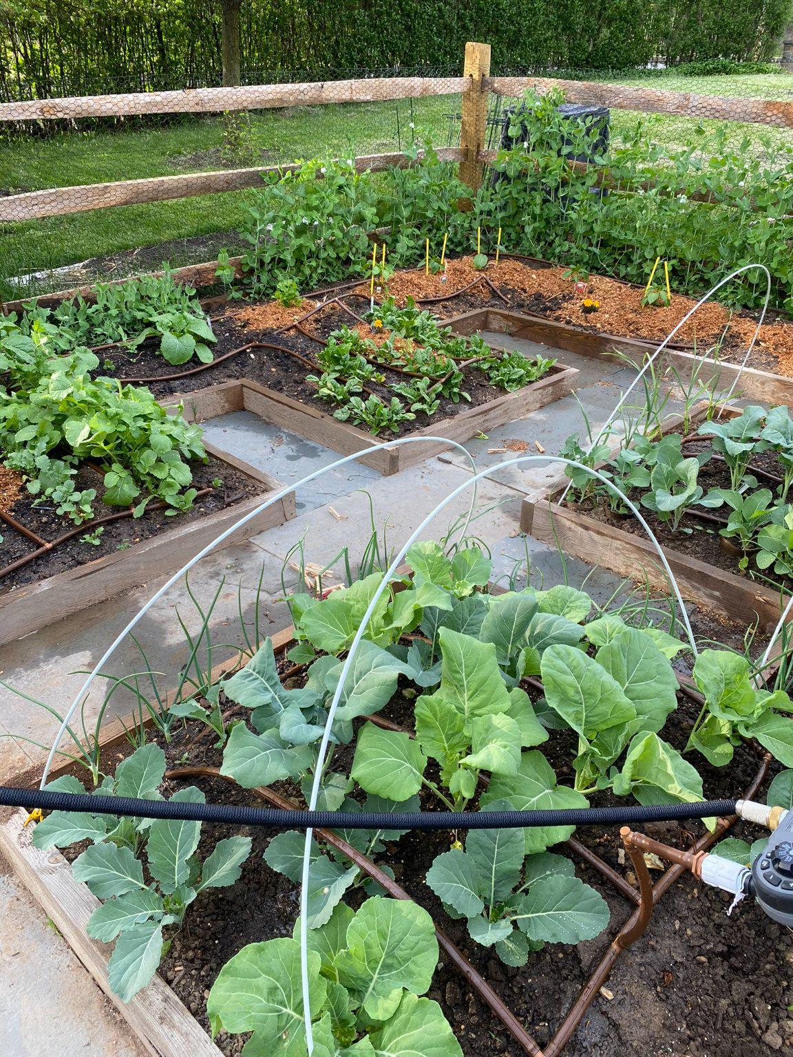 1735 Ashbourne Road Elkins Park, PA 19027 - Photo 67 of 82 Vegetable garden when in full-bloom.