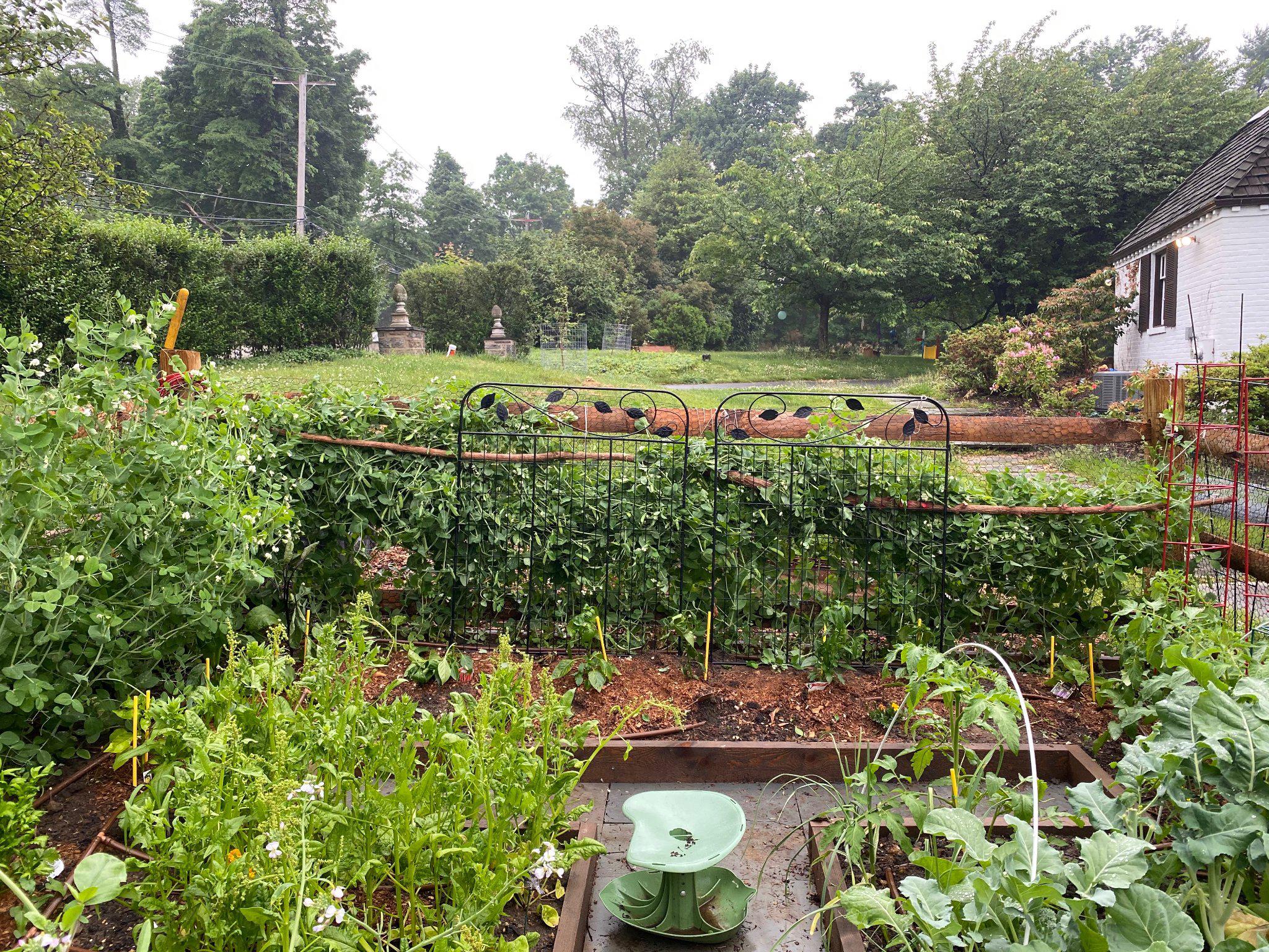 1735 Ashbourne Road Elkins Park, PA 19027 - Photo 68 of 82 Vegetable garden when in full-bloom.