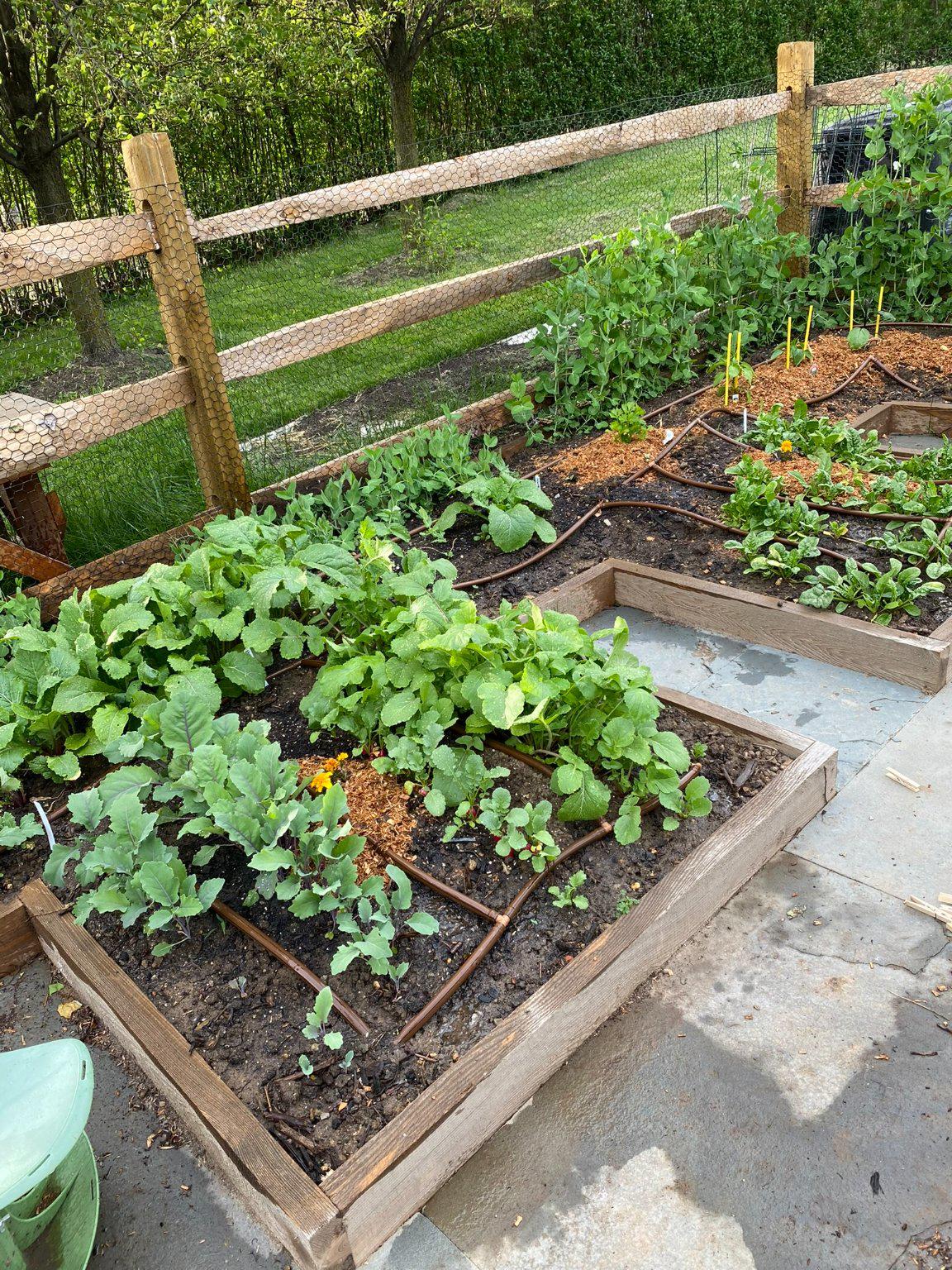 1735 Ashbourne Road Elkins Park, PA 19027 - Photo 70 of 82 Vegetable garden when in full-bloom.