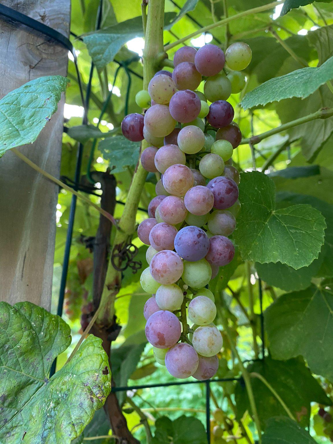 1735 Ashbourne Road Elkins Park, PA 19027 - Photo 71 of 82 Grapes