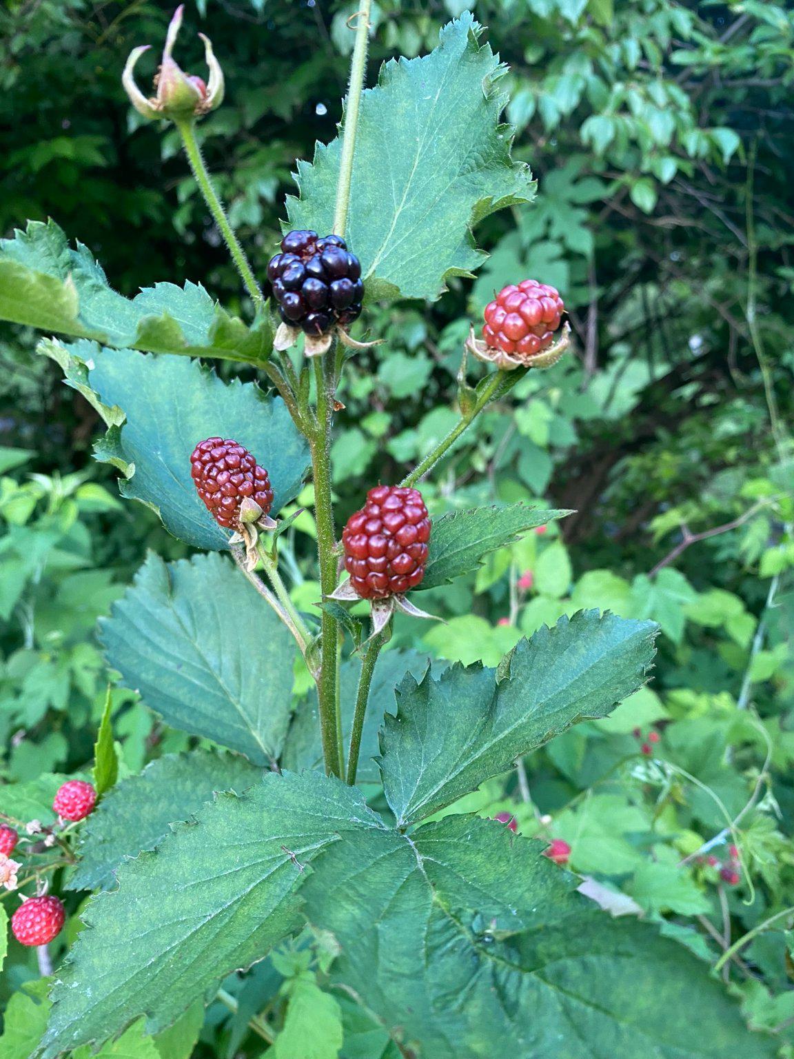 1735 Ashbourne Road Elkins Park, PA 19027 - Photo 72 of 82 a view of a flower