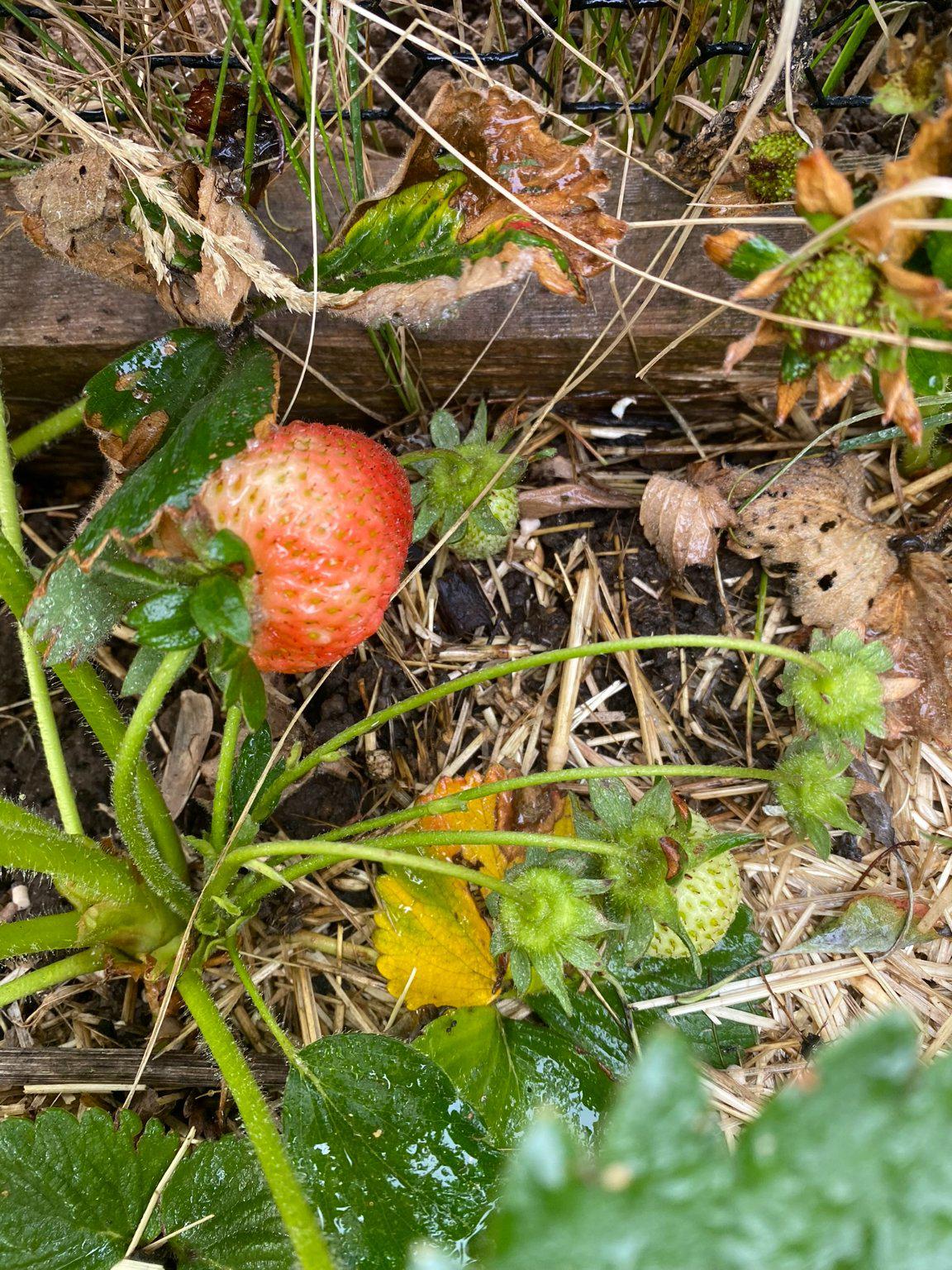 1735 Ashbourne Road Elkins Park, PA 19027 - Photo 73 of 82 Strawberries
