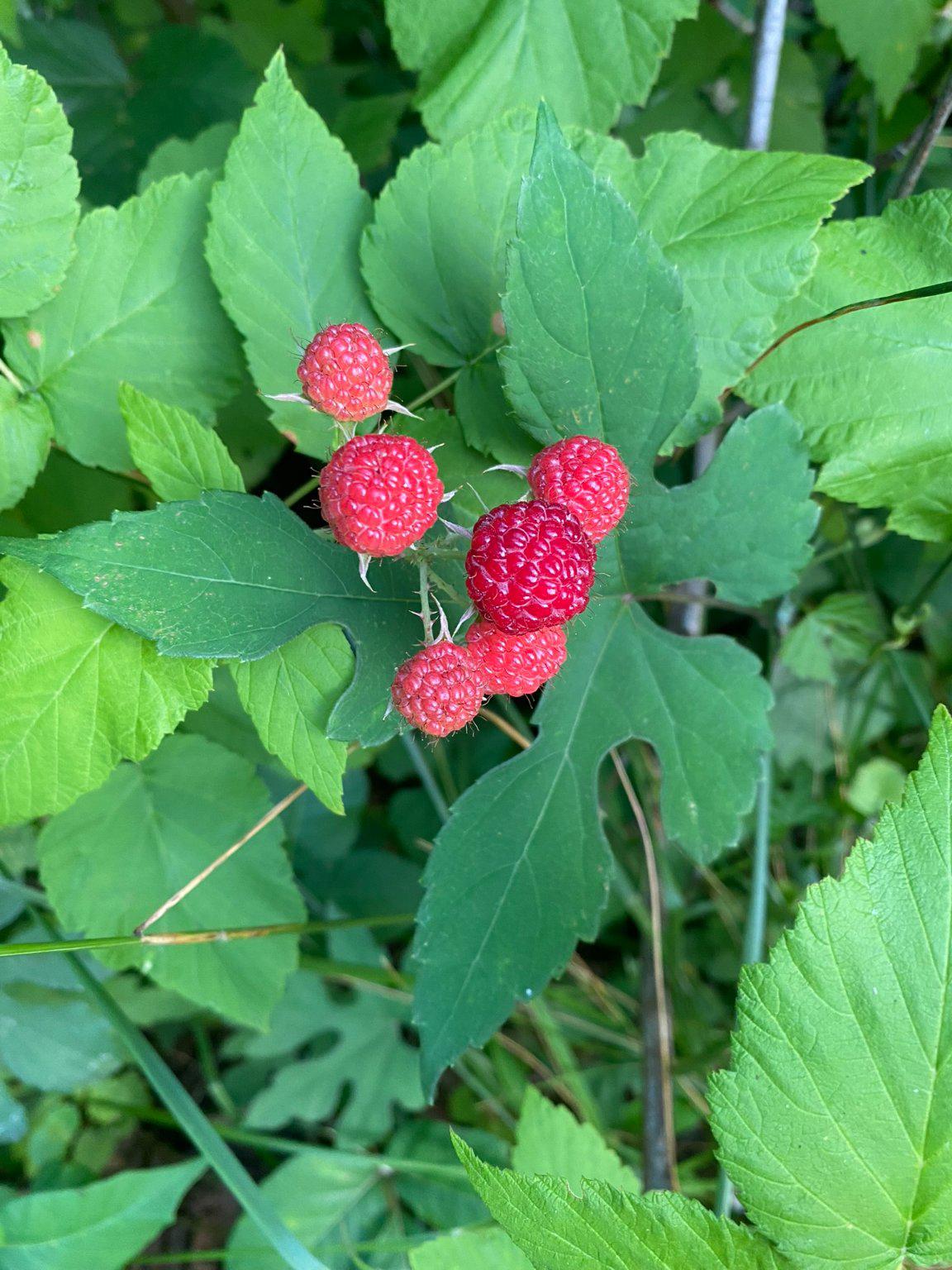 1735 Ashbourne Road Elkins Park, PA 19027 - Photo 74 of 82 Raspberries