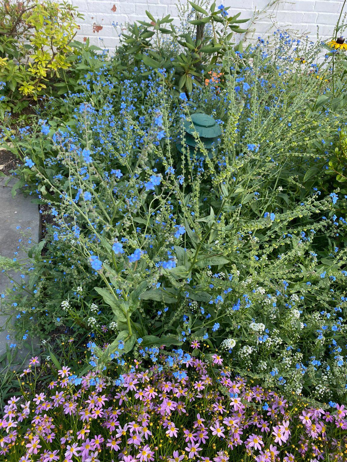 1735 Ashbourne Road Elkins Park, PA 19027 - Photo 75 of 82 a view of a flower plant in a garden