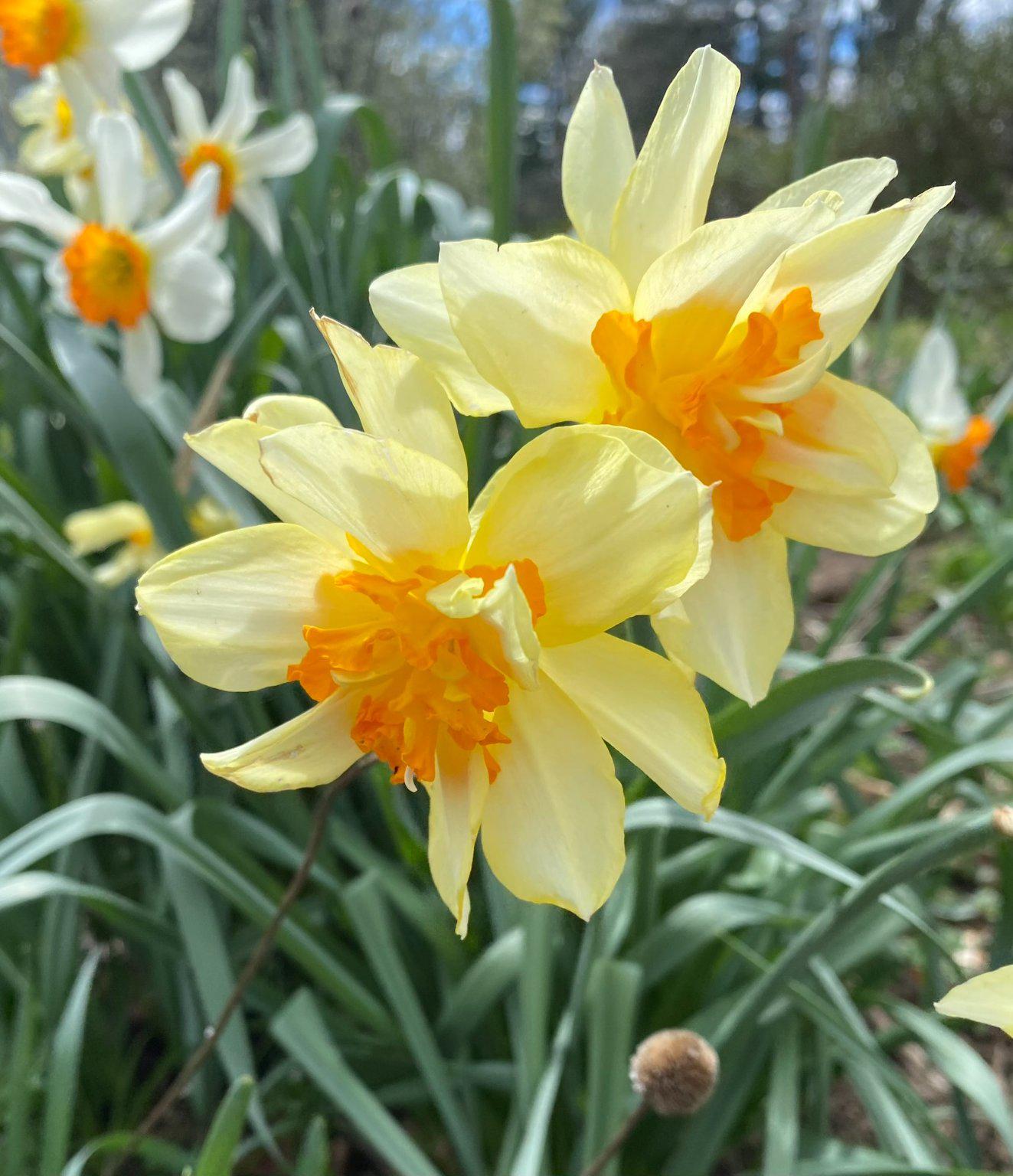 1735 Ashbourne Road Elkins Park, PA 19027 - Photo 78 of 82 Flower garden when in bloom.